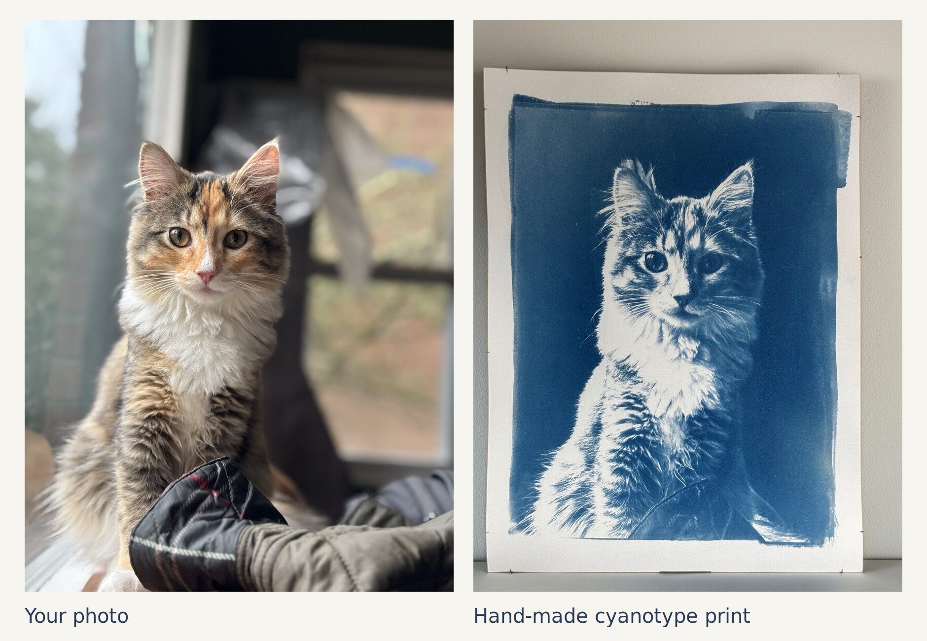 Side by side: a color photo of a calico kitten by a window, and the finished blue cyanotype print of the same kitten