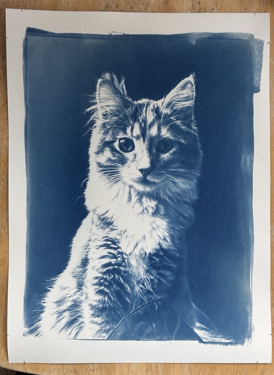 Cyanotype print of a long-haired kitten in deep blue on white watercolor paper, with brushed edges